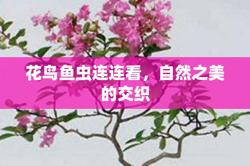 花鸟鱼虫连连看,自然之美的交织 花鸟鱼虫连连看,自然之美的交织