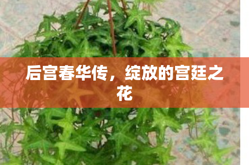 后宫春华传,绽放的宫廷之花 后宫春华传,绽放的宫廷之花