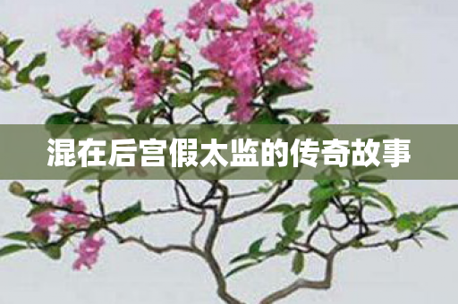 混在后宫假太监的传奇故事 混在后宫假太监的传奇故事
