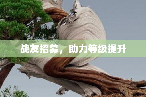 战友招募,助力等级提升 战友招募,助力等级提升