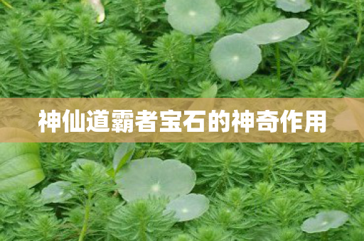 神仙道霸者宝石的神奇作用 神仙道霸者宝石的神奇作用