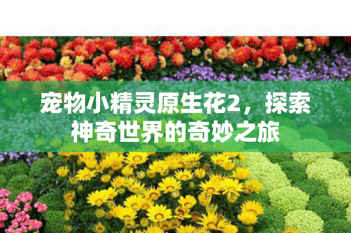 宠物小精灵原生花2，探索神奇世界的奇妙之旅