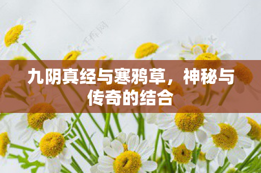 九阴真经与寒鸦草,神秘与传奇的结合 九阴真经与寒鸦草,神秘与传奇的结合