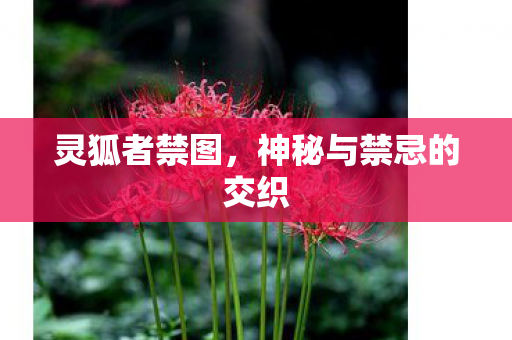灵狐者禁图，神秘与禁忌的交织