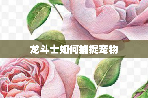 龙斗士如何捕捉宠物 龙斗士如何捕捉宠物