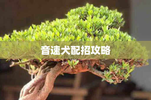 音速犬配招攻略 音速犬配招攻略