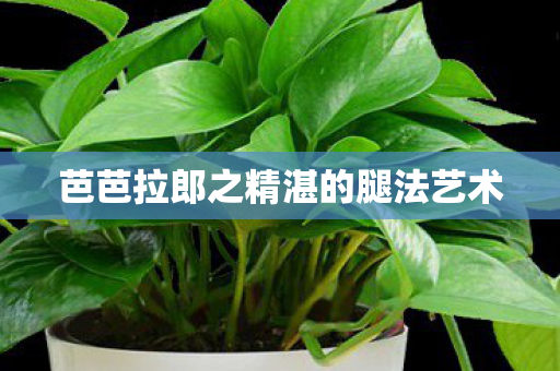 芭芭拉郎之精湛的腿法艺术 芭芭拉郎之精湛的腿法艺术