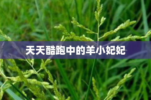 天天酷跑中的羊小妃妃 天天酷跑中的羊小妃妃