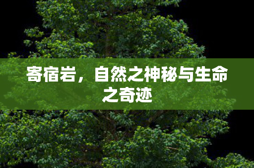 寄宿岩，自然之神秘与生命之奇迹