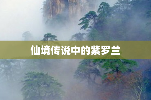 仙境传说中的紫罗兰