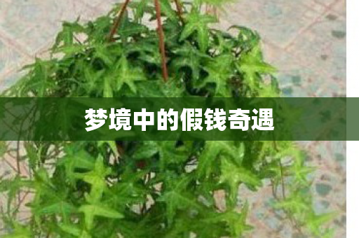 梦境中的假钱奇遇 梦境中的假钱奇遇