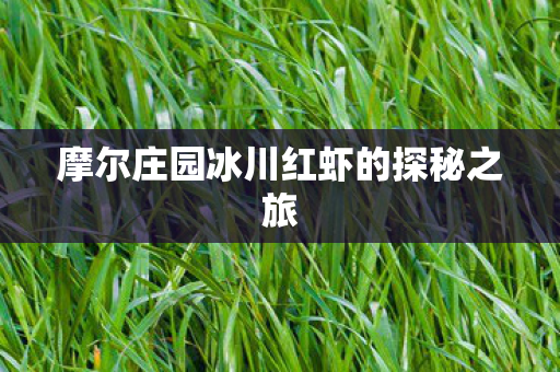 摩尔庄园冰川红虾的探秘之旅