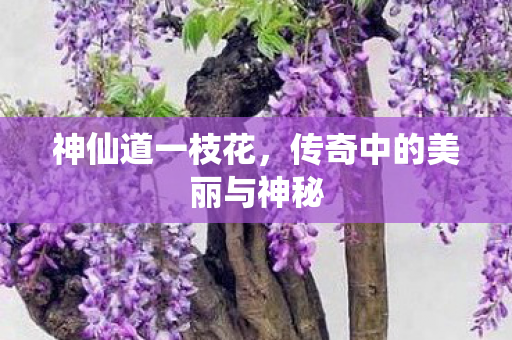 神仙道一枝花,传奇中的美丽与神秘 神仙道一枝花,传奇中的美丽与神秘