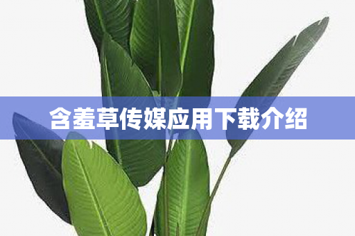 含羞草传媒应用下载介绍 含羞草传媒应用下载介绍