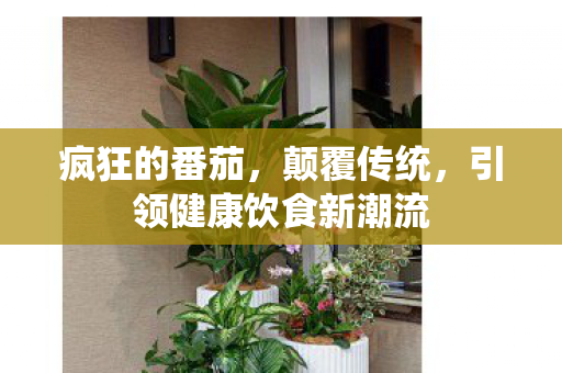 疯狂的番茄，颠覆传统，引领健康饮食新潮流