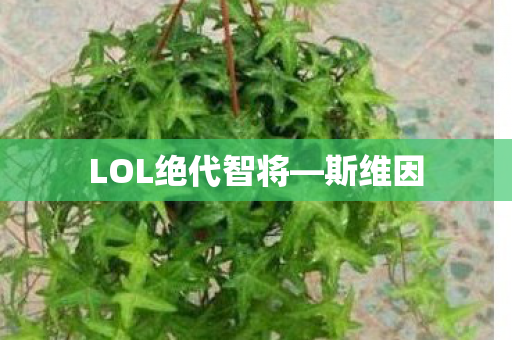 LOL绝代智将—斯维因 LOL绝代智将—斯维因