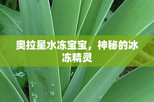 奥拉星水冻宝宝,神秘的冰冻精灵 奥拉星水冻宝宝,神秘的冰冻精灵