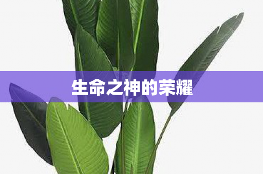 生命之神的荣耀