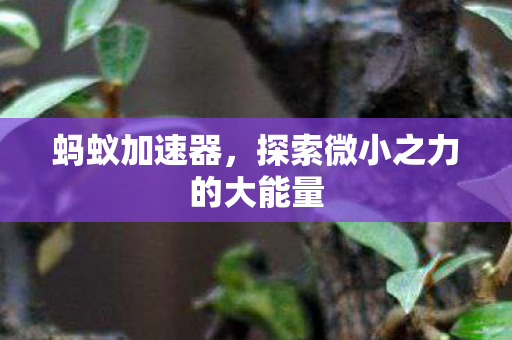 蚂蚁加速器,探索微小之力的大能量 蚂蚁加速器,探索微小之力的大能量