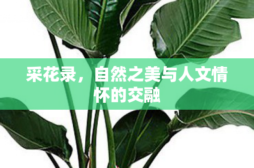 采花录，自然之美与人文情怀的交融