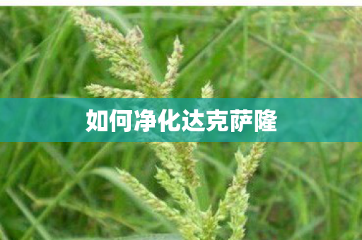 如何净化达克萨隆