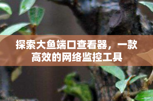 探索大鱼端口查看器，一款高效的网络监控工具