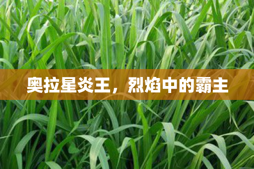 奥拉星炎王,烈焰中的霸主 奥拉星炎王,烈焰中的霸主