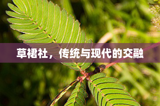 草裙社,传统与现代的交融 草裙社,传统与现代的交融