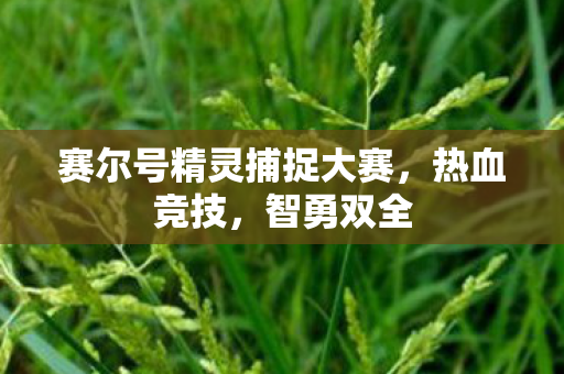 赛尔号精灵捕捉大赛，热血竞技，智勇双全