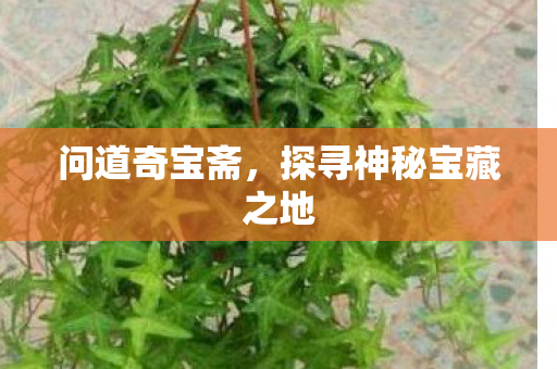 问道奇宝斋,探寻神秘宝藏之地 问道奇宝斋,探寻神秘宝藏之地