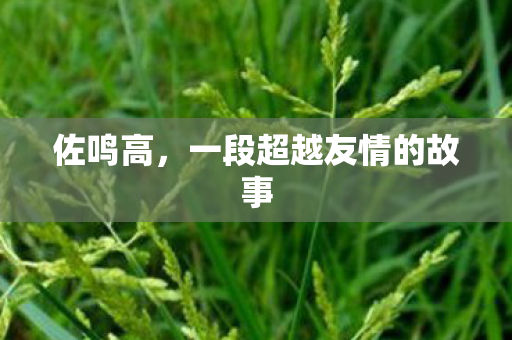 佐鸣高,一段超越友情的故事 佐鸣高,一段超越友情的故事