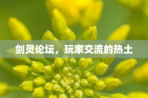 剑灵论坛,玩家交流的热土 剑灵论坛,玩家交流的热土