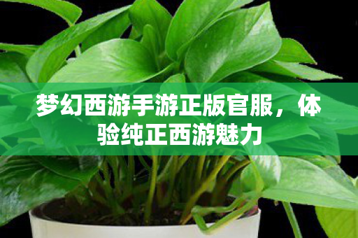 梦幻西游手游正版官服,体验纯正西游魅力 梦幻西游手游正版官服,体验纯正西游魅力