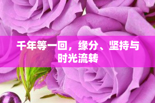 千年等一回,缘分、坚持与时光流转 千年等一回,缘分、坚持与时光流转