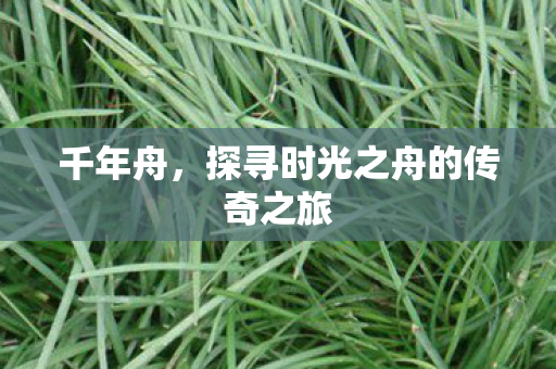 千年舟,探寻时光之舟的传奇之旅 千年舟,探寻时光之舟的传奇之旅