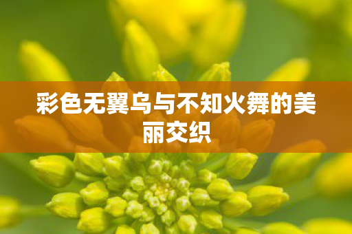 彩色无翼乌与不知火舞的美丽交织