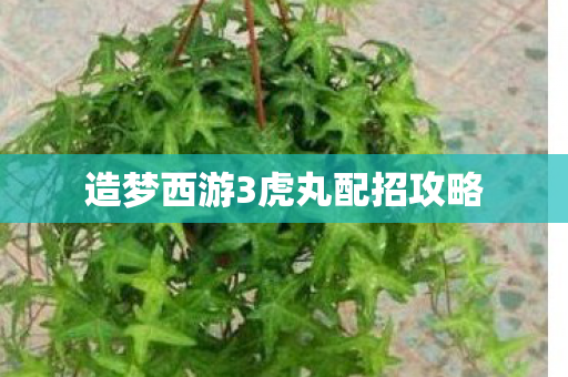 造梦西游3虎丸配招攻略 造梦西游3虎丸配招攻略