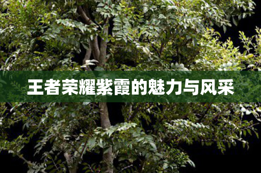王者荣耀紫霞的魅力与风采