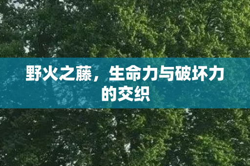 野火之藤,生命力与破坏力的交织 野火之藤,生命力与破坏力的交织