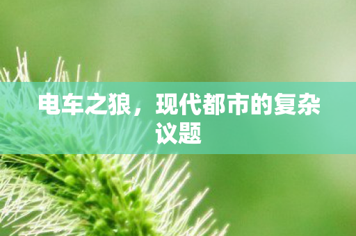 电车之狼,现代都市的复杂议题 电车之狼,现代都市的复杂议题