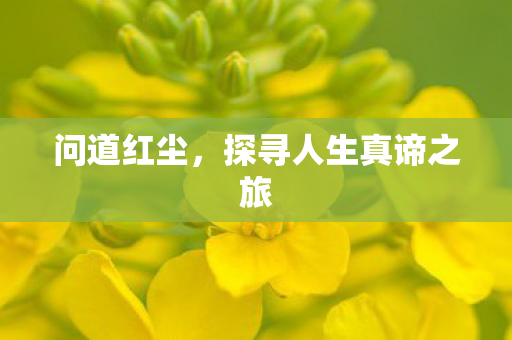 问道红尘，探寻人生真谛之旅