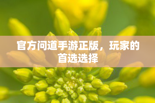 官方问道手游正版,玩家的首选选择 官方问道手游正版,玩家的首选选择