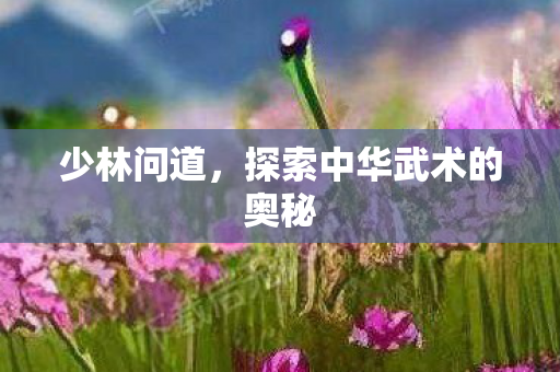 少林问道,探索中华武术的奥秘 少林问道,探索中华武术的奥秘