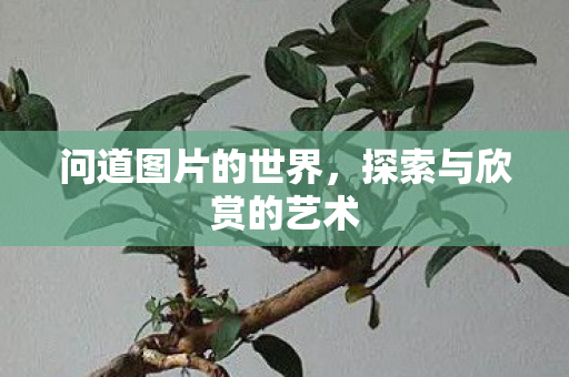 问道图片的世界,探索与欣赏的艺术 问道图片的世界,探索与欣赏的艺术