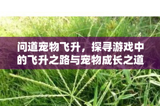 问道宠物飞升,探寻游戏中的飞升之路与宠物成长之道 问道宠物飞升,探寻游戏中的飞升之路与宠物成长之道