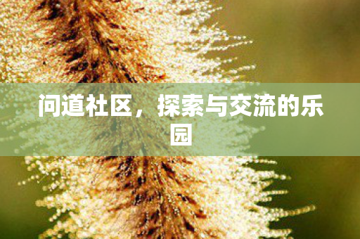 问道社区，探索与交流的乐园