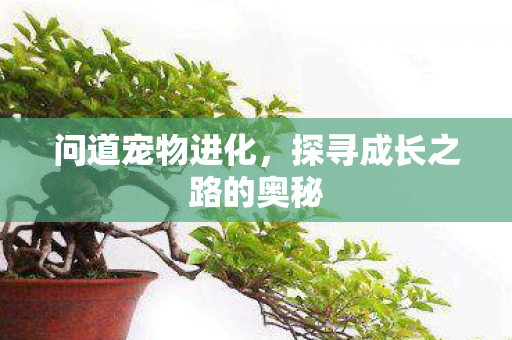 问道宠物进化，探寻成长之路的奥秘