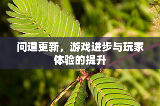 问道更新,游戏进步与玩家体验的提升 问道更新,游戏进步与玩家体验的提升