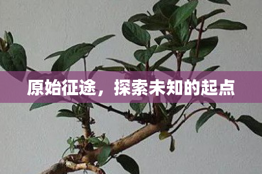 原始征途，探索未知的起点