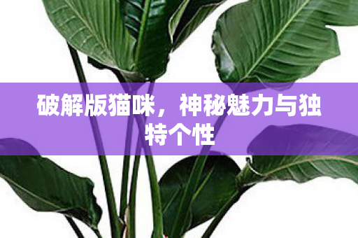 破解版猫咪,神秘魅力与独特个性 破解版猫咪,神秘魅力与独特个性